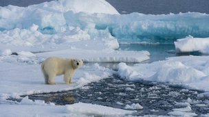 Три проекта ученых РФ и Германии получили гранты на изучение климата Арктики